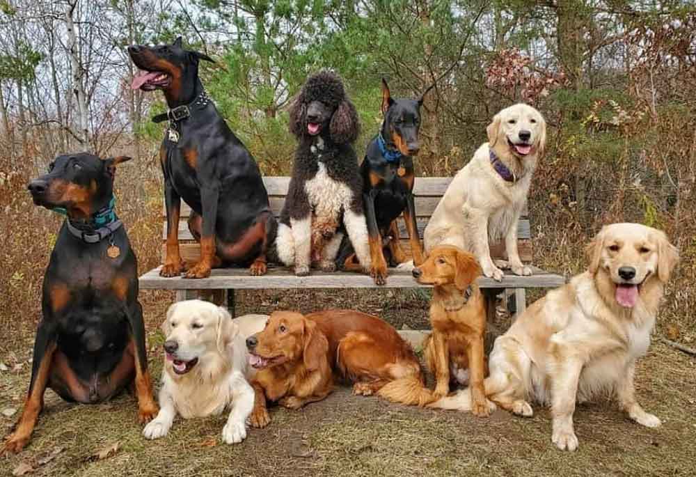 DOGS ON BENCH