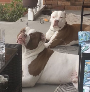 beautiful Dogs